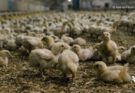 Движение против промышленных животноводческих комплексов появилось в Великобритании